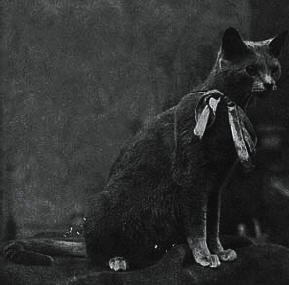 Mignonne de Guerveur