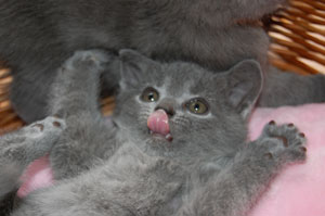 Faucon Noir et Fleur de Lys du Coeur Royal
