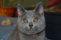 Coeur Royal du Royaume de Morgane