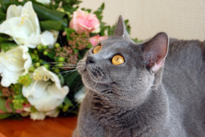 Coeur Royal du Royaume de Morgane