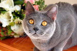 Coeur Royal du Royaume de Morgane