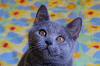 Coeur Royal du Royaume de Morgane