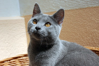 Coeur Royal du Royaume de Morgane