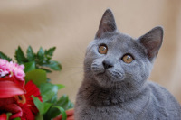 Coeur Royal du Royaume de Morgane