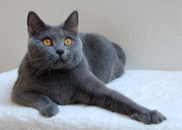 Coeur Royal du Royaume de Morgane