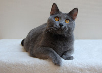 Coeur Royal du Royaume de Morgane