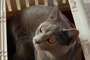 Brunhilde du Bleu Royal