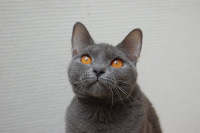 Demoiselle du Coeur Royal