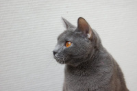 Demoiselle du Coeur Royal