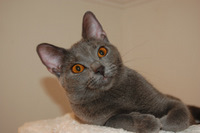 Demoiselle du Coeur Royal