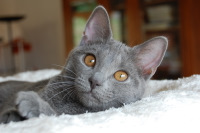 Demoiselle du Coeur Royal