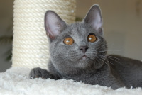 Demoiselle du Coeur Royal