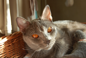 Demoiselle du Coeur Royal