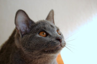 Demoiselle du Coeur Royal