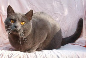 Ulan de la Gorbyni&egrave;re