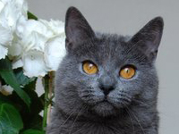 D&eacute;mone de la Gorbyni&egrave;re