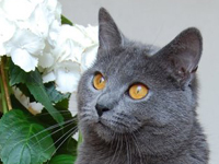 D&eacute;mone de la Gorbyni&egrave;re