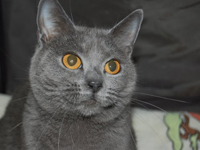 D&eacute;mone de la Gorbyni&egrave;re