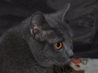 D&eacute;mone de la Gorbyni&egrave;re