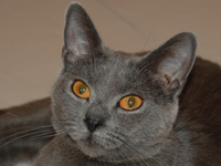 D&eacute;mone de la Gorbyni&egrave;re