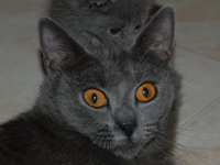 D&eacute;mone de la Gorbyni&egrave;re