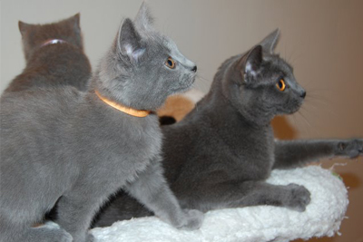 D&eacute;mone de la Gorbyni&egrave;re