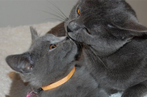 D&eacute;mone de la Gorbyni&egrave;re