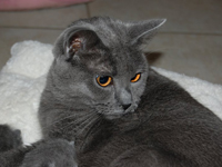 D&eacute;mone de la Gorbyni&egrave;re