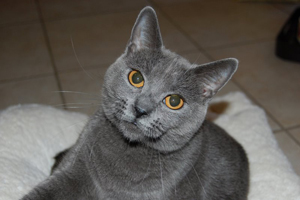 D&eacute;mone de la Gorbyni&egrave;re