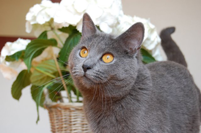 D&eacute;mone de la Gorbyni&egrave;re