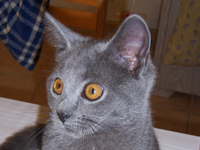 D&eacute;mone de la Gorbyni&egrave;re