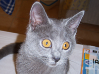 D&eacute;mone de la Gorbyni&egrave;re