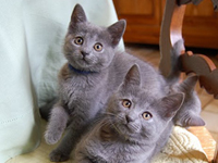 D&eacute;mone de la Gorbyni&egrave;re