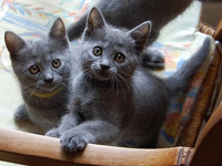 D&eacute;mone de la Gorbyni&egrave;re