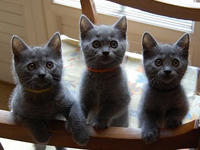 D&eacute;mone de la Gorbyni&egrave;re