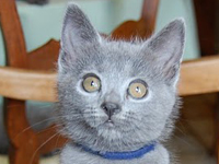 D&eacute;mone de la Gorbyni&egrave;re