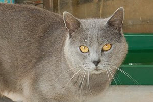 Quaizer a.d. Hause Franck