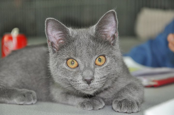 Glamour du Coeur Royal