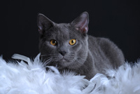 Faucon Noir du Coeur Royal 