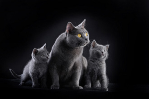 Coeur Royal du Royaume de Morgane