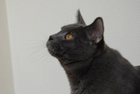 Faucon Noir du Coeur Royal 