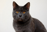 Faucon Noir du Coeur Royal 