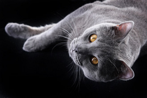 Diderot du Coeur Royal