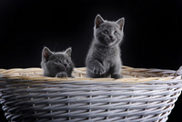 Faucon Noir du Coeur Royal 