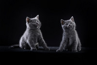 Faucon Noir du Coeur Royal 