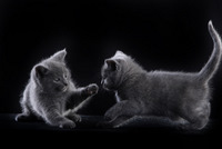 Faucon Noir du Coeur Royal 