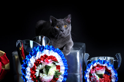 Faucon Noir du Coeur Royal 