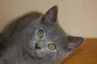 Faucon Noir du Coeur Royal 