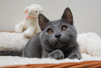 Fleur de Lys du Coeur Royal 