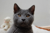 Faucon Noir du Coeur Royal 